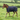 MHS Foal Blanket with Belly Flap 100gr